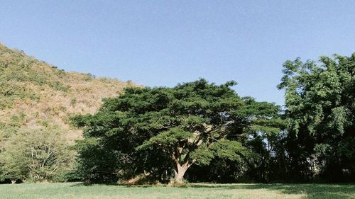 Trees on field against clear sky