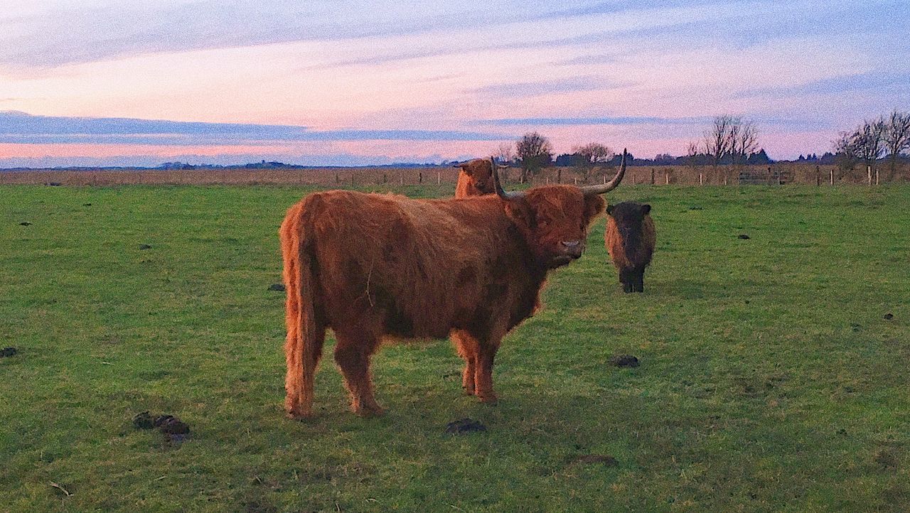 mammal, animal, grass, animal themes, domestic animals, field, livestock, domestic, vertebrate, pets, land, plant, cloud - sky, sky, nature, landscape, cattle, environment, cow, no people, herbivorous, outdoors