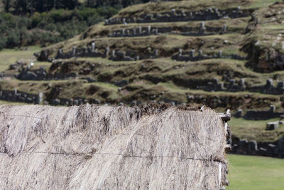 View of an animal on land