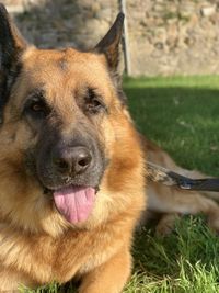 Close-up portrait of a dog