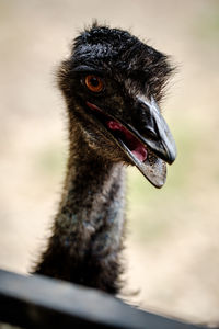 Close-up of bird