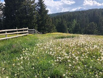 Scenic view of grassy field against sky