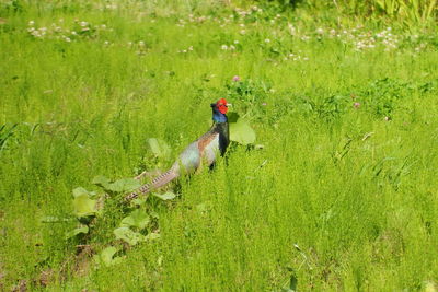 High angle view of bird on field