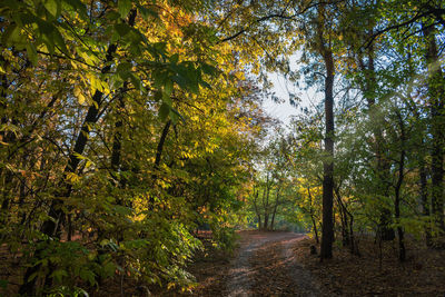 Footpath amidst trees in forest during autumn