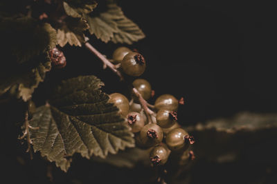 Close-up of berries growing on tree during autumn