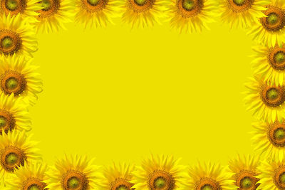 Close-up of sunflowers against yellow background