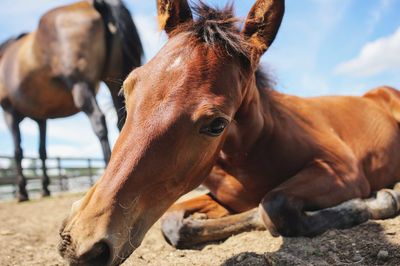 Close-up of horses on sand