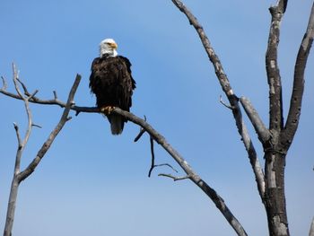 Low angle view of bird perching on branch against sky