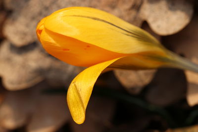 Close-up of yellow flowering plant