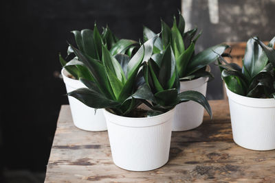 High angle view of potted plant on table