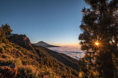 Sunset with sea of clouds and pine tree in teide nationalpark with volcano in the background