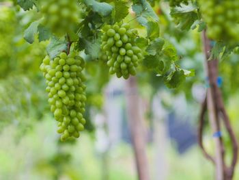 Close-up of grapes growing in vineyard