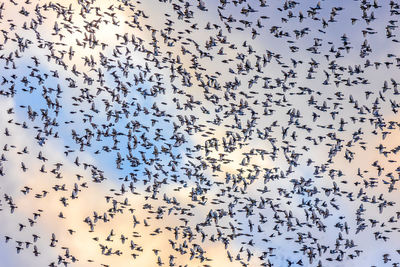 Low angle view of birds flying against sky