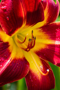 Close-up of red lily