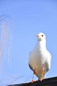 Close-up of seagull perching against clear blue sky