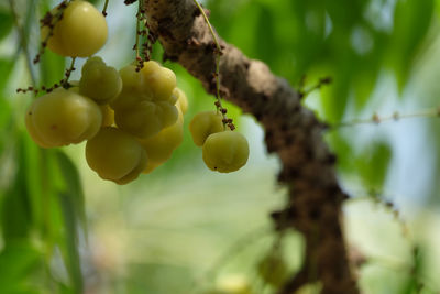 Close-up of star gooseberry growing on tree