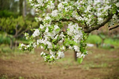 Close-up of white flowers on tree