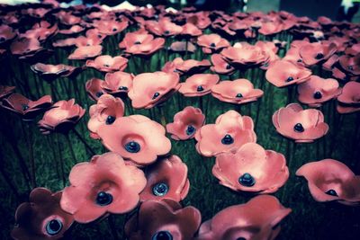 Full frame shot of pink flowers