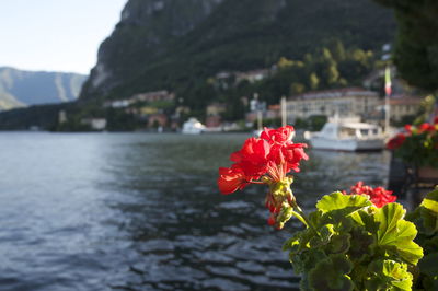 Close-up of red flowering plant