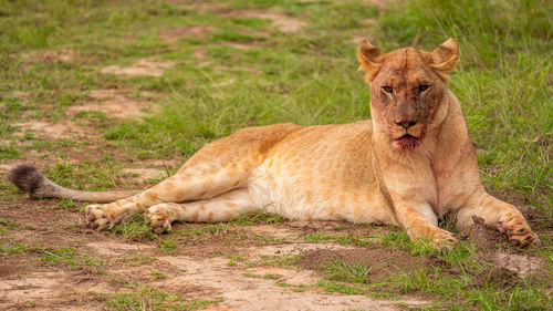 Full length of a cat lying on field
