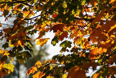 Low angle view of maple leaves on tree