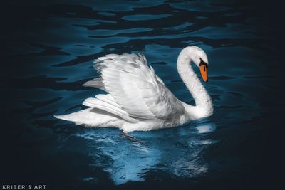 Swan swimming in lake