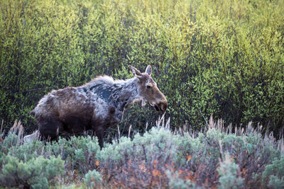 Side view of an animal on land