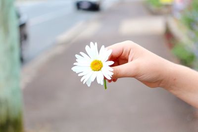 Close-up of hand holding white flower