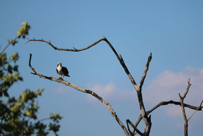 Birds Of EyeEm 