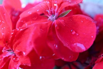 Close-up of pink flower