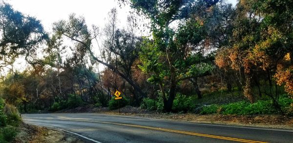 Road by trees in forest