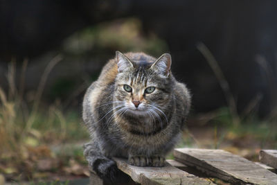 Street cat lies and looks away on a cloudy day in autumn