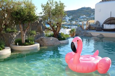 High angle view of a duck in swimming pool