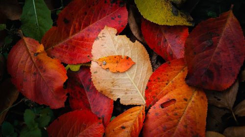 Close-up of dry leaves in atumn , colourfull , arranged ,