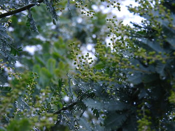 Close-up of wet tree branches
