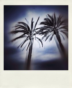 palm tree