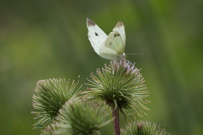 Close-up of butterfly on white flowering plant