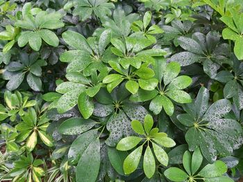 High angle view of leaves on plant