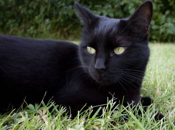 Portrait of black cat sitting on grass