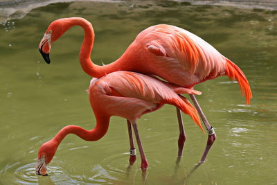 Side view of a pair of flamingos wading in water