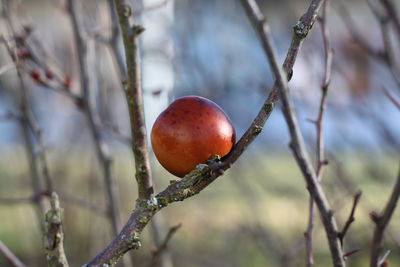 Close-up of cherries on tree