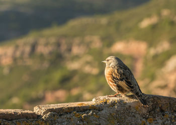 Close-up of bird perching on rock