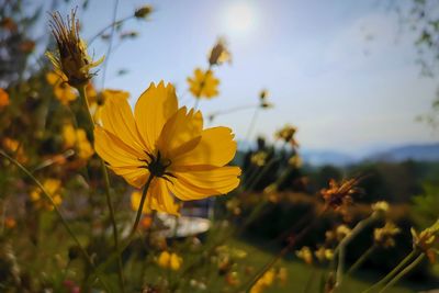 Close-up of yellow flowering plant on field