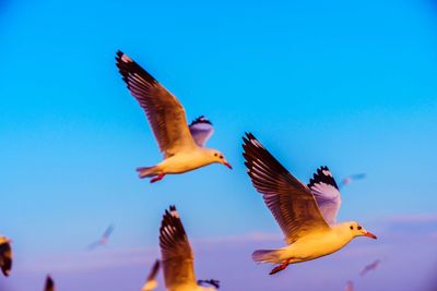 Low angle view of seagulls flying