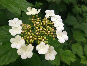 Close-up of white flowers