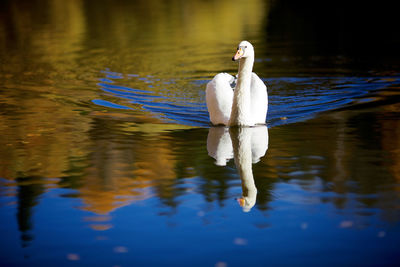 Swan swimming on lake