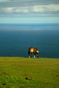 Horse grazing in the sea