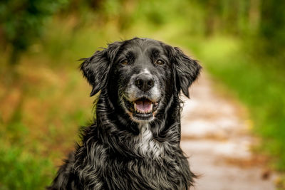 Close-up portrait of a dog on field