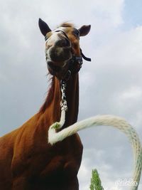 Low angle view of cow against clear sky