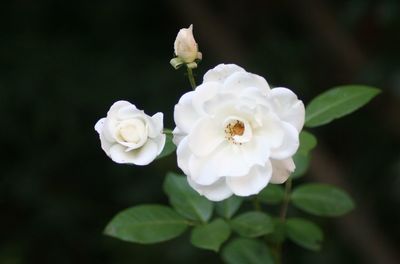 Close-up of white flowers blooming